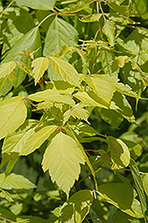 Kelly's Gold Boxelder (Acer negundo 'Kelly's Gold') at Lakeshore Garden Centres