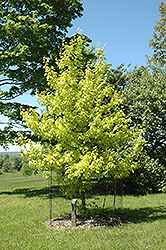 Kelly's Gold Boxelder (Acer negundo 'Kelly's Gold') at Lakeshore Garden Centres