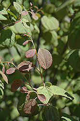 Strawberry Katsura Tree (Cercidiphyllum japonicum 'Strawberry') at Lakeshore Garden Centres