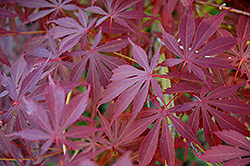 Sherwood Flame Japanese Maple (Acer palmatum 'Sherwood Flame') at Lakeshore Garden Centres