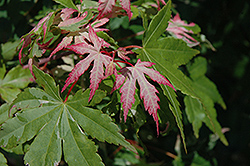 Asahi Zuru Japanese Maple (Acer palmatum 'Asahi Zuru') at Lakeshore Garden Centres