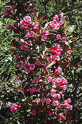 Victoria Weigela (Weigela florida 'Victoria') at Lakeshore Garden Centres