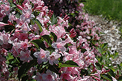 Boskoop Glory Weigela (Weigela florida 'Boskoop Glory') at Lakeshore Garden Centres