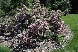 Boskoop Glory Weigela (Weigela florida 'Boskoop Glory') at Lakeshore Garden Centres