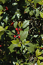Bountiful American Holly (Ilex opaca 'Bountiful') at Lakeshore Garden Centres