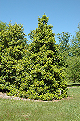 Chief Paduke American Holly (Ilex opaca 'Chief Paduke') at Lakeshore Garden Centres