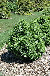 Zehrung Boxwood (Buxus sempervirens 'Zehrung') at Lakeshore Garden Centres