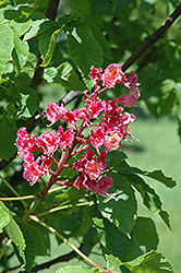 O'Neills Red Horse Chestnut (Aesculus x carnea 'O'Neills Red') at Lakeshore Garden Centres