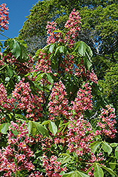 Fort McNair Red Horse Chestnut (Aesculus x carnea 'Fort McNair') at Lakeshore Garden Centres