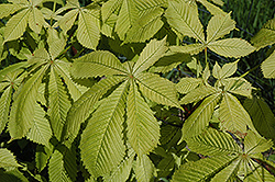 Wisselink Horse Chestnut (Aesculus hippocastanum 'Wisselink') at Lakeshore Garden Centres