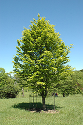 Rohan Gold Beech (Fagus sylvatica 'Rohan Gold') at Lakeshore Garden Centres