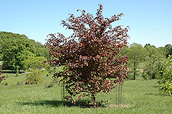 Swat Magret Purple Beech (Fagus sylvatica 'Swat Magret') at Lakeshore Garden Centres