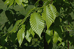 Cameron's Weeping Beech (Fagus grandifolia 'Cameron's Weeping') at Lakeshore Garden Centres