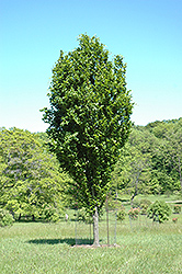 Dawyck Beech (Fagus sylvatica 'Dawyck') at Lakeshore Garden Centres