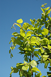 Dawyck Gold Beech (Fagus sylvatica 'Dawyck Gold') at Lakeshore Garden Centres