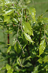Cutleaf Beech (Fagus sylvatica 'Laciniata') at Lakeshore Garden Centres