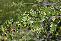 White Star Sweet Gum (Liquidambar styraciflua 'White Star') at Lakeshore Garden Centres