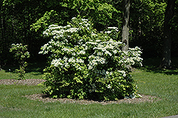 Alaska Highbush Cranberry (Viburnum trilobum 'Alaska') at Lakeshore Garden Centres