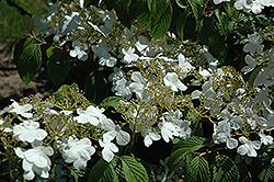 Alaska Highbush Cranberry (Viburnum trilobum 'Alaska') at Lakeshore Garden Centres