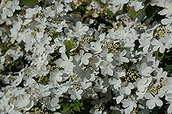 Pink Beauty Doublefile Viburnum (Viburnum plicatum 'Pink Beauty') at Lakeshore Garden Centres