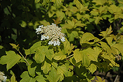 Golden European Cranberry (Viburnum opulus 'Aureum') at Lakeshore Garden Centres