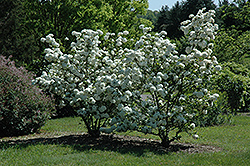 Chinese Snowball Viburnum (Viburnum macrocephalum) at Lakeshore Garden Centres