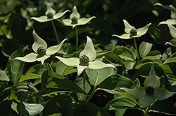 Blue Shadow Chinese Dogwood (Cornus kousa 'Blue Shadow') at Lakeshore Garden Centres