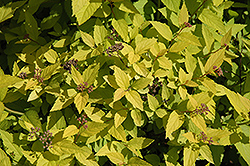Candle Light Spirea (Spiraea x bumalda 'Candle Light') at Lakeshore Garden Centres