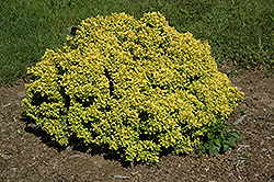 Golden Devine Dwarf Japanese Barberry (Berberis thunbergii 'Golden Devine') at Lakeshore Garden Centres