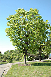 Green Vase Zelkova (Zelkova serrata 'Green Vase') at Lakeshore Garden Centres
