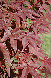 Red Spray Japanese Maple (Acer palmatum 'Red Spray') at Lakeshore Garden Centres
