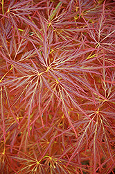 Ornatum Japanese Maple (Acer palmatum 'Ornatum') at Lakeshore Garden Centres