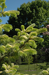 Straw Colorado Spruce (Picea pungens 'Straw') at Lakeshore Garden Centres