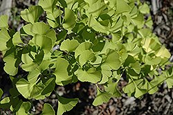 Jerry Verkade Ginkgo (Ginkgo biloba 'Jerry Verkade') at Lakeshore Garden Centres