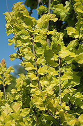 Wrede's Golden Elm (Ulmus x hollandica 'Wredei') at Lakeshore Garden Centres