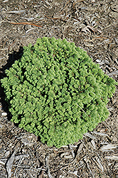 Heartland Gem Norway Spruce (Picea abies 'Heartland Gem') at Lakeshore Garden Centres