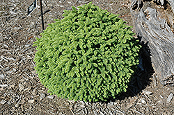 Humphrey's Gem Norway Spruce (Picea abies 'Humphrey's Gem') at Lakeshore Garden Centres