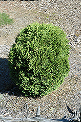 Ogon Arborvitae (Thuja occidentalis 'Ogon') at Lakeshore Garden Centres