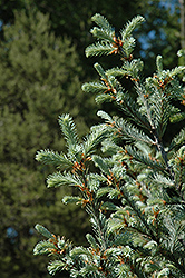 Hess Select Blue Douglas Fir (Pseudotsuga menziesii 'Hess Select Blue') at Lakeshore Garden Centres