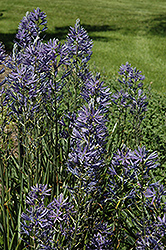 Blue Danube Camassia (Camassia leichtlinii 'Blue Danube') at Lakeshore Garden Centres