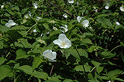 Black Jetbead (Rhodotypos scandens) at Lakeshore Garden Centres
