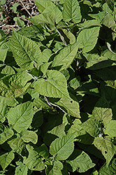 Yellow Sage (Salvia koyamae) at Lakeshore Garden Centres