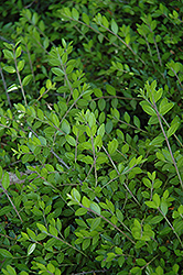 Privet Honeysuckle (Lonicera pileata) at Lakeshore Garden Centres