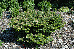 Holden Arboretum Dwarf Silver Fir (Abies alba 'Holden Arboretum') at Lakeshore Garden Centres