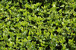 Crystal Japanese Spurge (Pachysandra terminalis 'Crystal') at Lakeshore Garden Centres