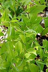 Japanese Fairy Bells (Disporum sessile) at Lakeshore Garden Centres