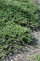 Jade Spreader Juniper (Juniperus horizontalis 'Jade Spreader') at Lakeshore Garden Centres