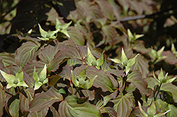 Ed Mezitt Chinese Dogwood (Cornus kousa 'Ed Mezitt') at Lakeshore Garden Centres