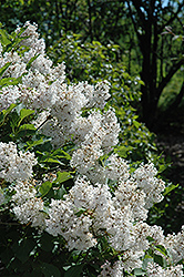 Manchurian Lilac (Syringa pubescens) at Lakeshore Garden Centres