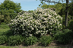 Manchurian Lilac (Syringa pubescens) at A Very Successful Garden Center